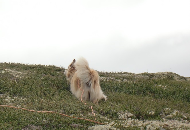 Tinn-Valdres-Sjoa juli 12006