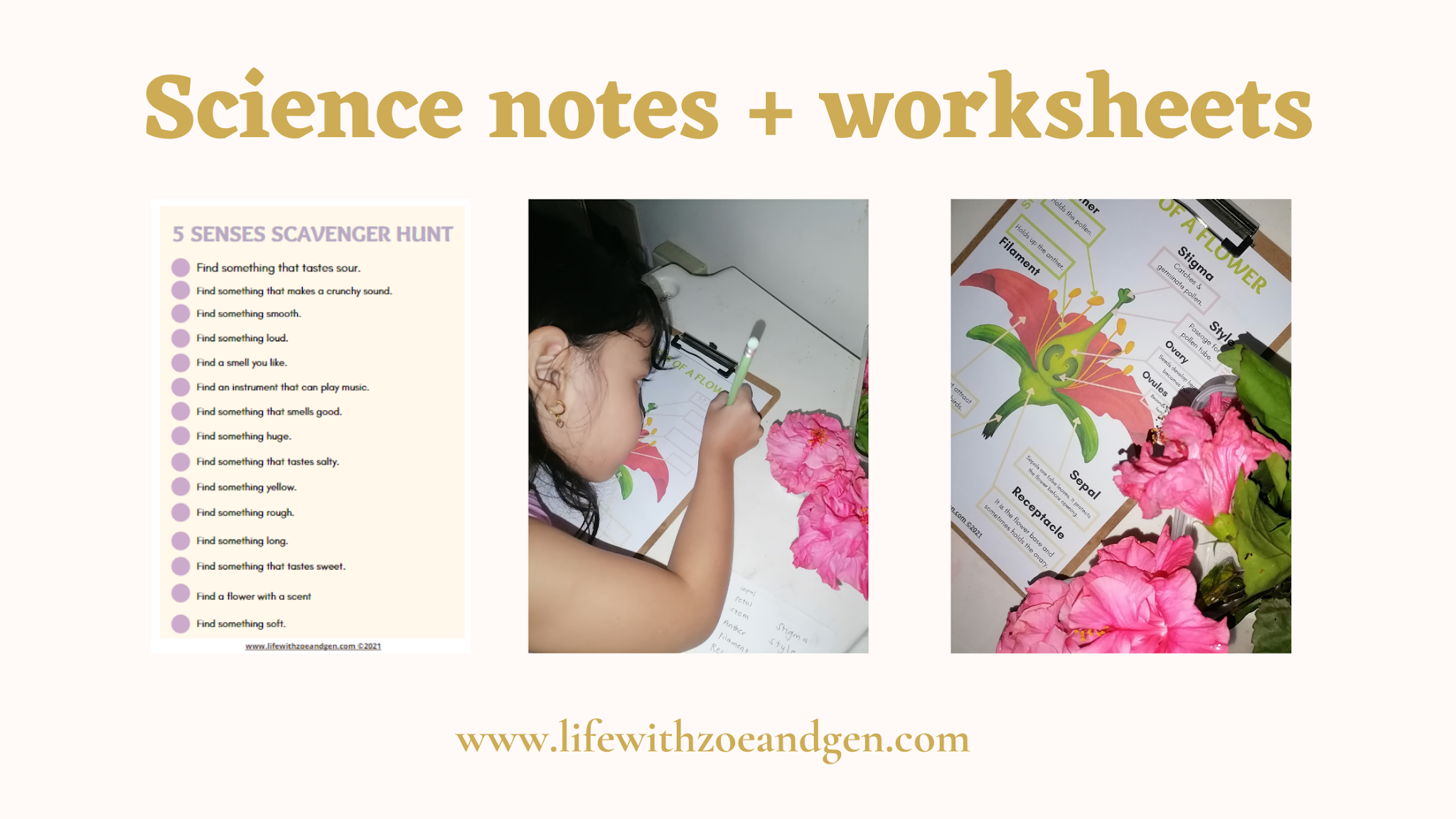 Free download l Science notes and worksheets for Grade 1 l download and get your copy.l Parts of a flower l Life with ZG
