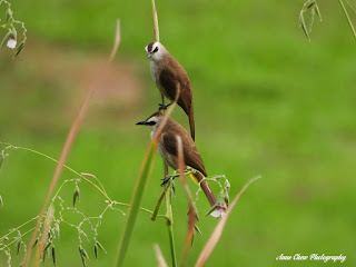 A pair of Yellow-vented Bulbuls at Bishan - Ang Mo Kio Park