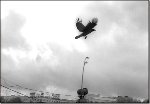 25Crow