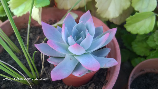 Echeveria