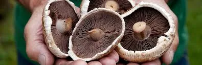 Bulk Mushroom Supplier In Haryana