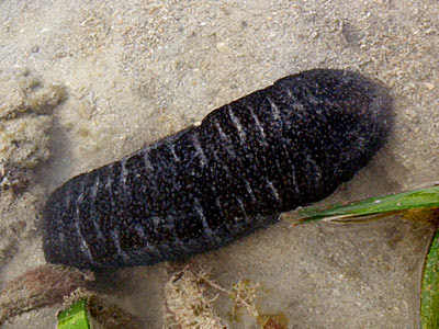 Curryfish Sea Cucumber (Stichopus hermanni)