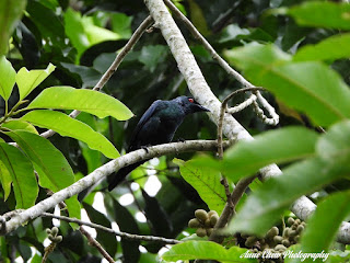 Asian Glossy Starling at Botanic Gardens in Singapore