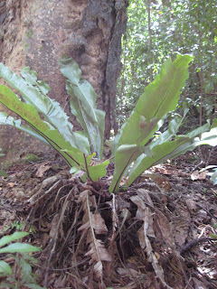 Bird's Nest Fern