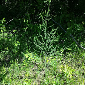 Hunting for wild asparagus, foraging for edibles