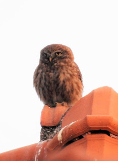 Little Owl at the roof edge