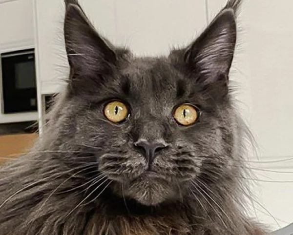 Naz Hussain QC's Maine Coon 'Columbo'