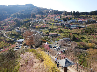 東秩父村大内沢 花桃の郷 へ行ってきました！！