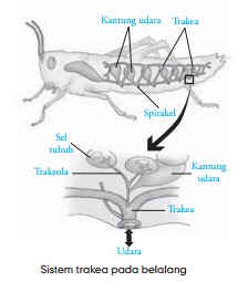  Pernapasan  Hewan  Protozoa Cacing Serangga Ikan Katak 