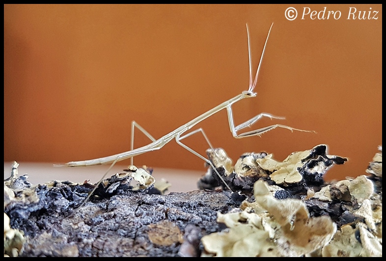 Ninfa hembra L4 de Brunneria borealis