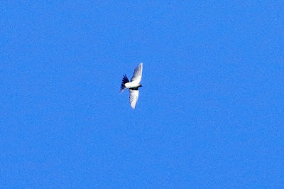 "Barn Swallow - Hirundo rustica, winter visitor rare, seen gracing the blue sky."