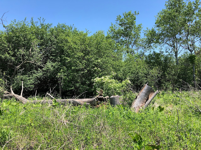 All sorts of greens during a June visit to Kishwauketoe Trail in Williams Bay, Wisconsin