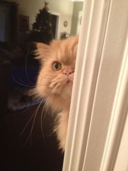 cute-cat-4