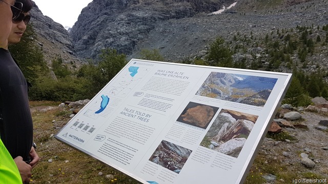 In the glacier valley along the Gletschergartenweg. interpretative boards providing information about how the larch tree growth and fossilised trees along the valley had given clues about the advancement and receding of the Gorner Glacier over the course of time. 