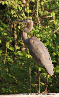 Great Blue Heron Landing and Taking Off