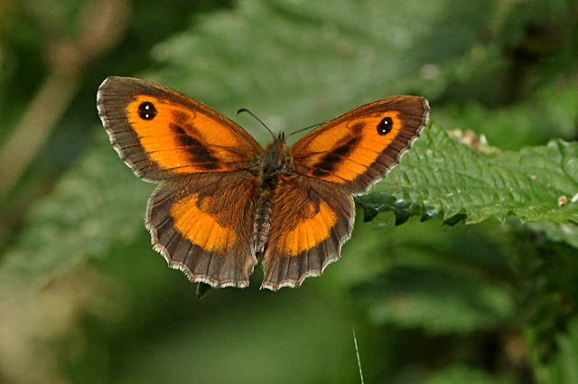 Pyronia tithonus the Gatekeeper butterfly