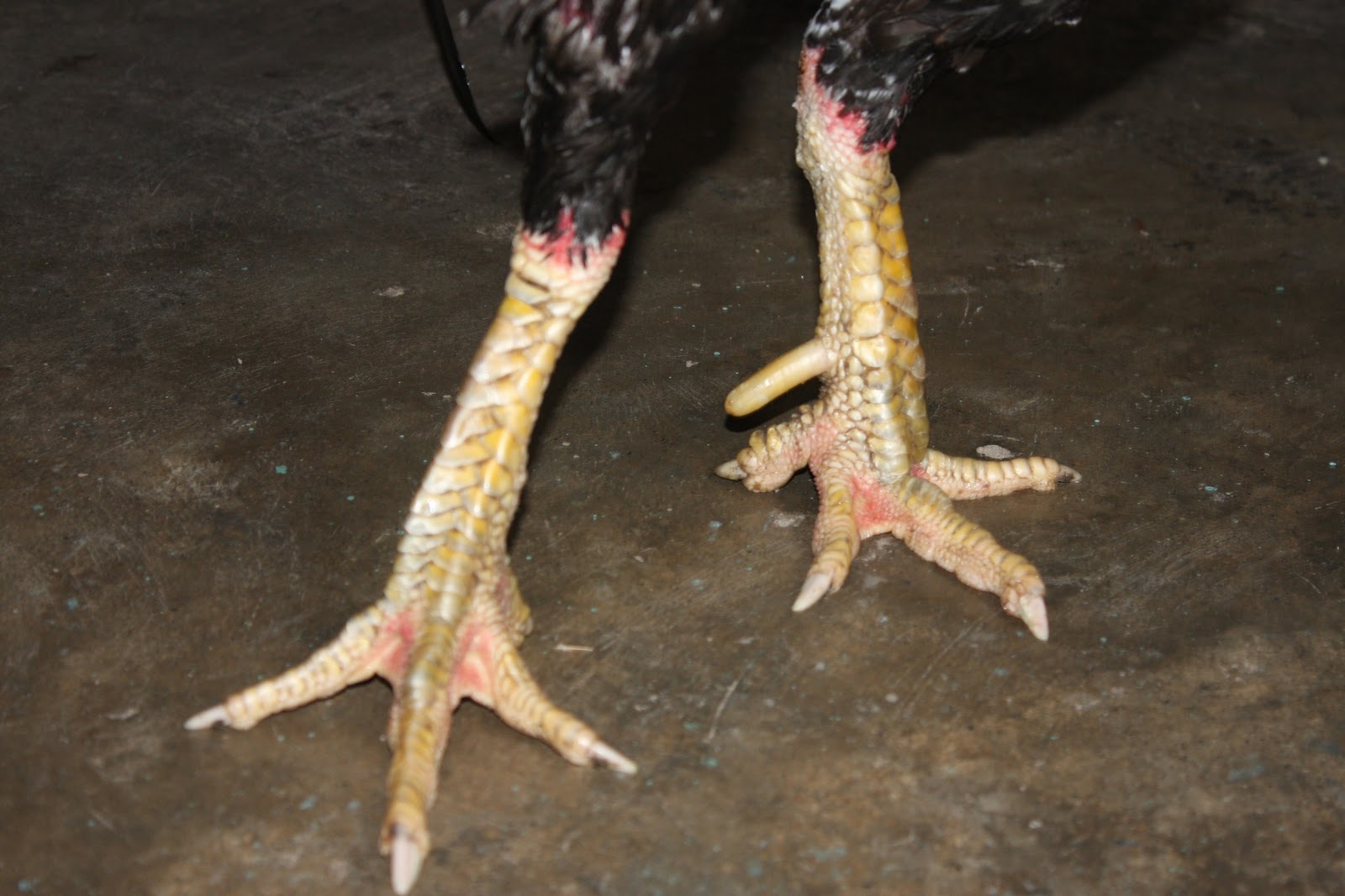  Ayam  Laga Ayam  Bangkok Aduan Jual Ayam  Pakan Obat obatan 