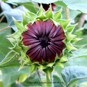 Awesome bud from Autumn Beauty Sunflower Blossom