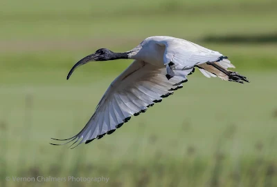 Sacred ibis in flight - Table Bay Nature Reserve / Woodbridge Island  - Copyright Vernon Chalmers