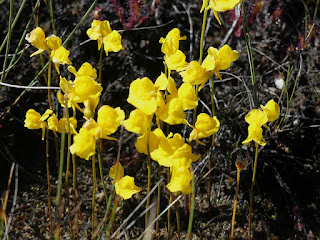 Utriculaire cornue - Utricularia cornuta