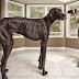 Photo: Zeus the world's tallest dog dies just before his 6th birthday 