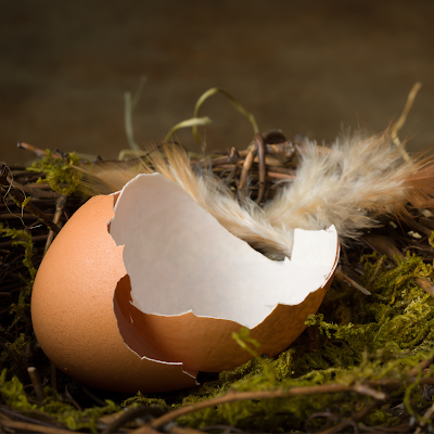 broken egg shell in a nest