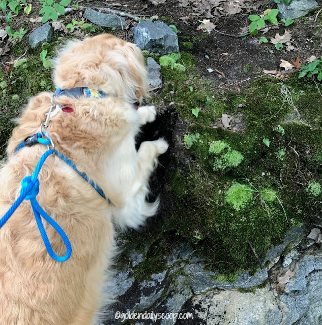 Golden retriever digging at the dog park