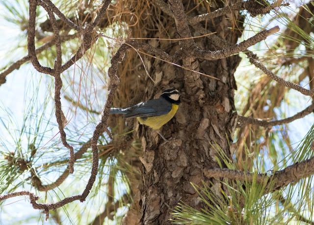 Cyanistes teneriffae teneriffae - Las Lajas, Tenerife