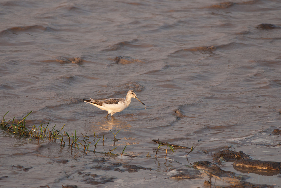 Heletilder, Tringa nebularia, Common greenshank, Greater, tilder, kurvits