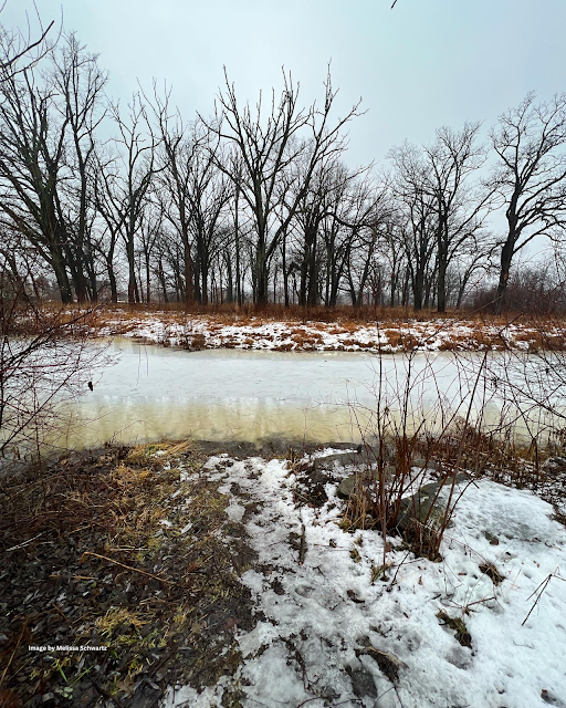 The Jens Jensen teardrop pond mystifies even in winter with its icy form surrounded by barren trees and snow.
