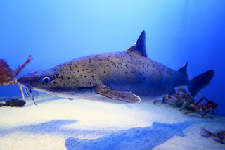 Mandarin Dogfish