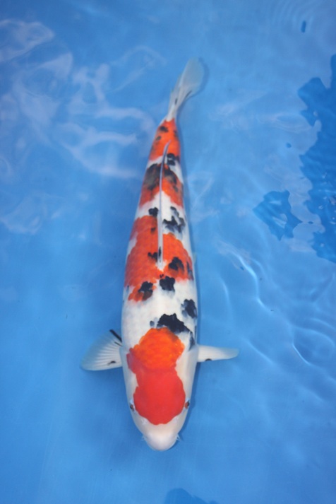 BEST KOI: OISHI NISAI GO