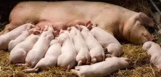 How to Start a Pig Farming Business [Complete Guide]