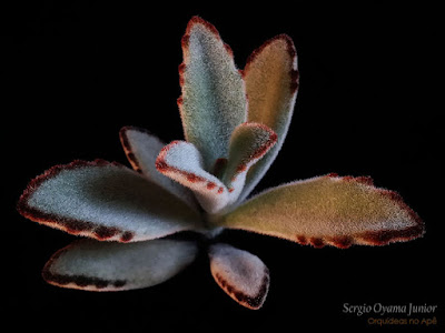 Suculenta Kalanchoe tomentosa