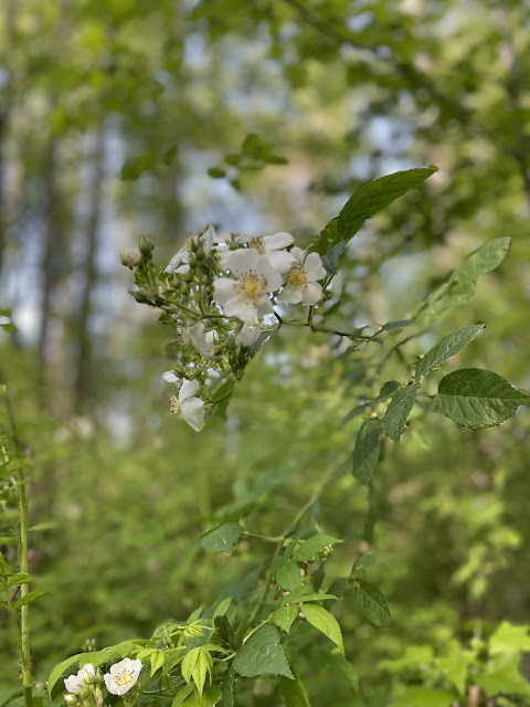 A cluster of white flowers with yellow pollen centers in the middle. The flowers are budding on a tall bush. Each flower has about 5 petals each.