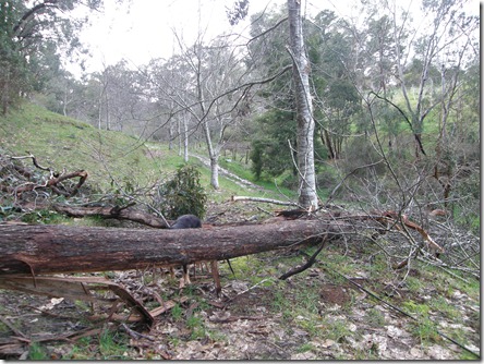 smashed chestnut tree