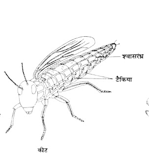 स्थलीय कीटों में श्वशन अंगों की रचना