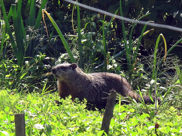 Woodchuck