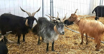 cilentana nera goats of Campania