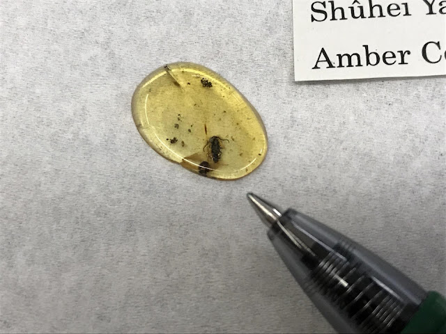 sized slice of Burmese amber from Hukawng Valley inwards northern Myanmar For You Information - Tiny beetle trapped inwards amber mightiness demo how landmasses shifted