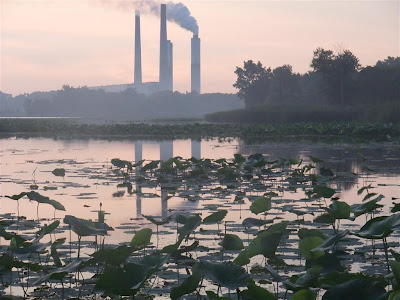 lotus plants by power plant, lake erie