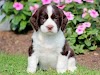 Characteristics and temperament of the English Springer Spaniel