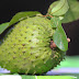 Khasiat Buah Sirsak