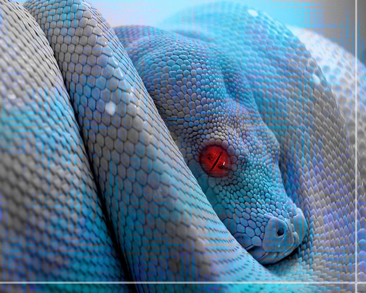 https://blogger.googleusercontent.com/img/b/R29vZ2xl/AVvXsEjXmjdiCELrzG6WIl71lM4dr0cwEIDev4vRONHiSxTVzugQVgp3Q6pHYxBNyoS9HD1pwrjUO0uiBt2iemgsLVnzgzMxSbfAms7nJlfk7PAAHZETORkdRbfCp3VZYka4ANfdRfSB5U-ZQP7j/s1600/animals_reptiles-blue-snake-wallpaper_1.jpg