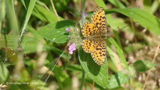 Boloria (Clossiana) selene DSC175836