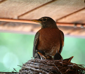 Robin nest, baby birds ~ the miracle of life :: All Pretty Things