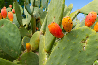 نبتة الصباروفوائده Cactuses