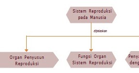 Sistem Reproduksi Pada Manusia (Materi Lengkap) - Artikel 