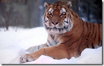 animal wallpapers (10)